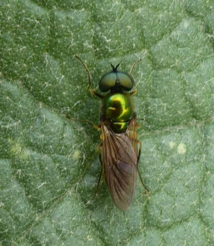 Chloromyia formosa